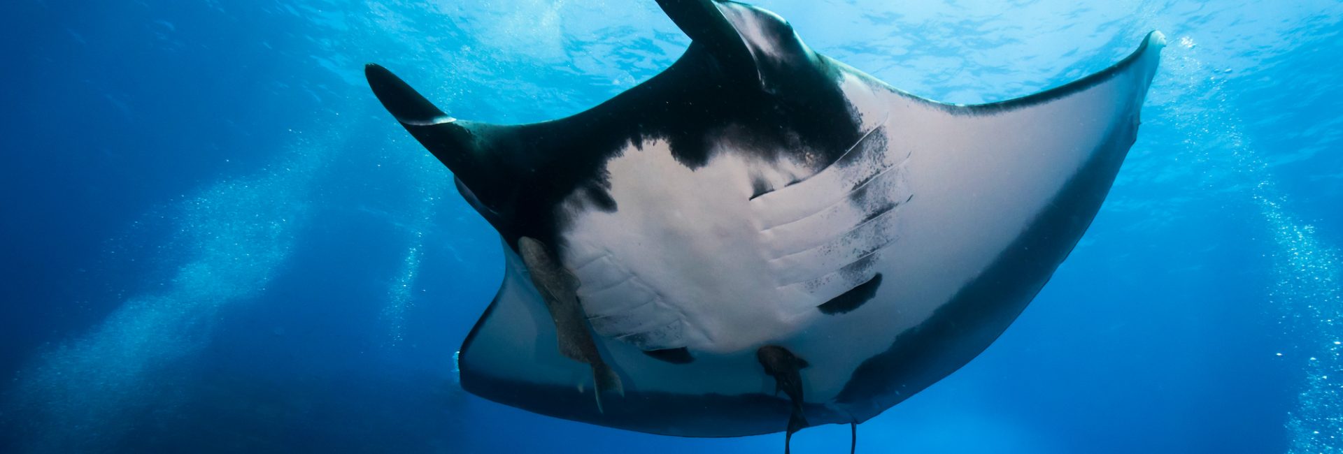 5 Amazing Dive Destinations Where You Need an Advanced Open Water Diver Certification