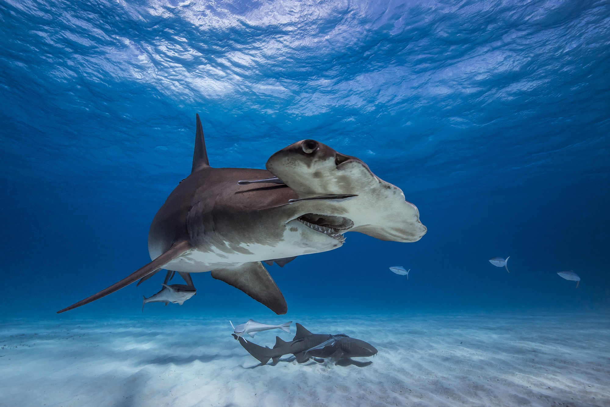 great hammerhead shark swimming by