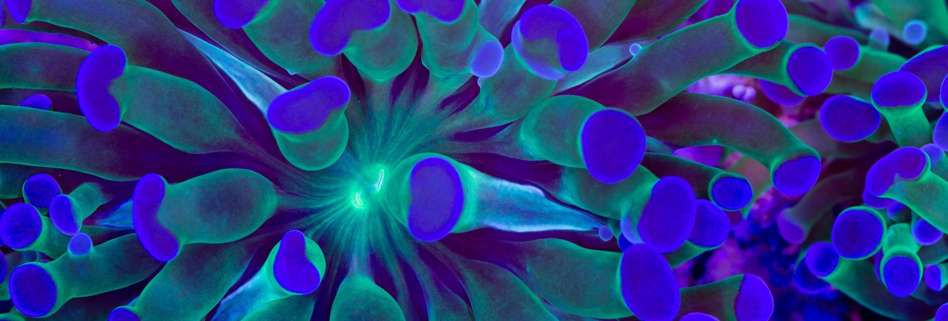 2021 Is a Critical Year for the Ocean