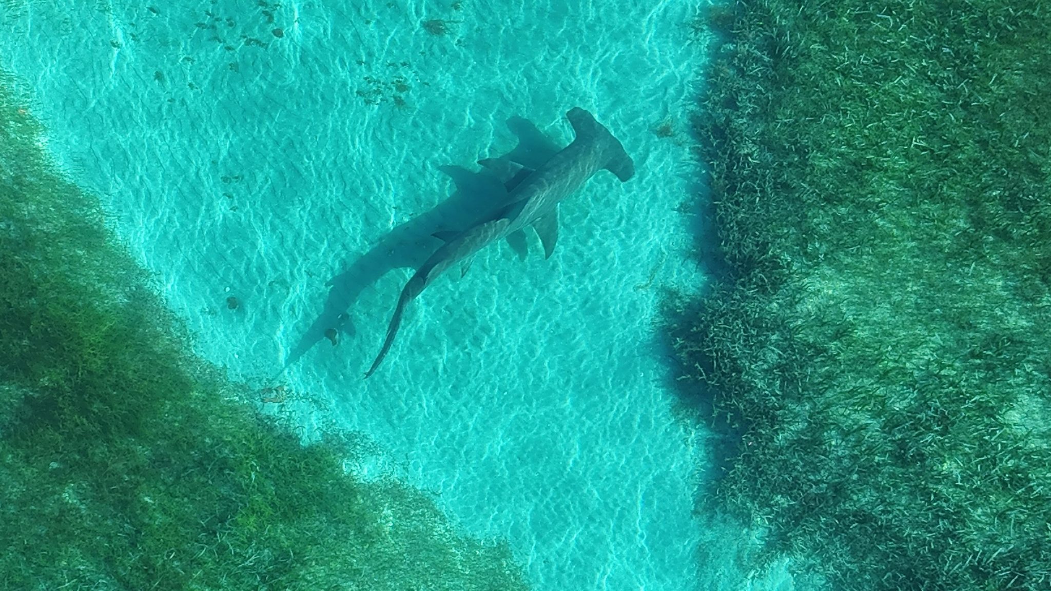 drone view of a hammerhead shark florida