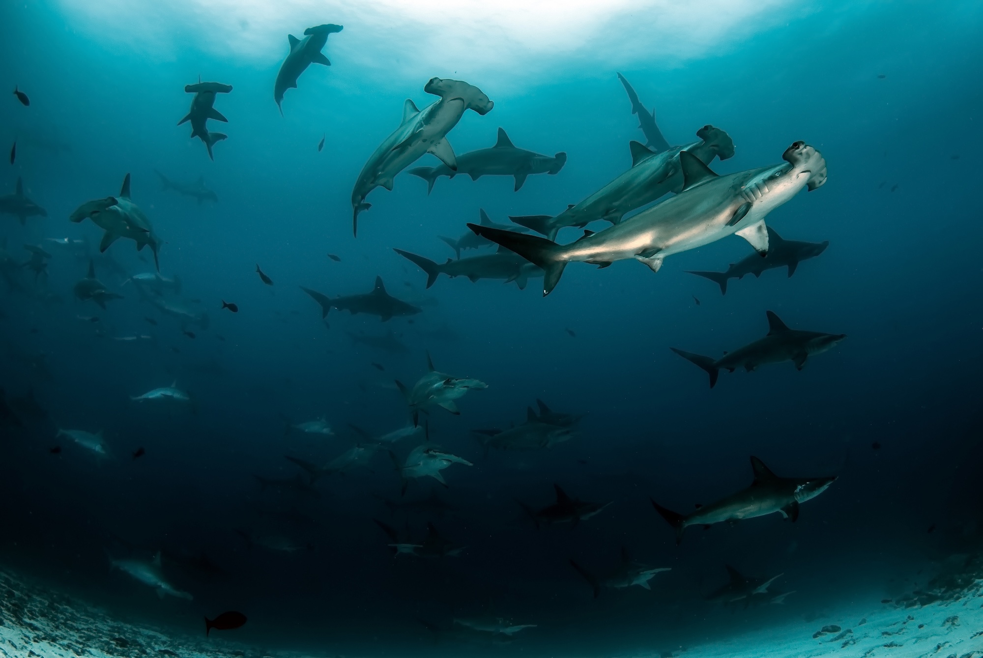 school of scalloped hammerhead sharks
