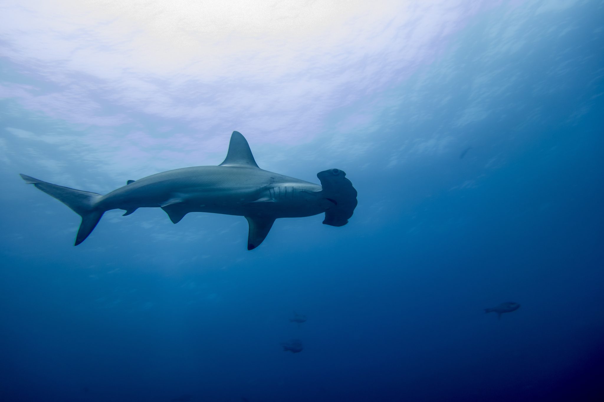 hammerhead shark swimming by in malpelo