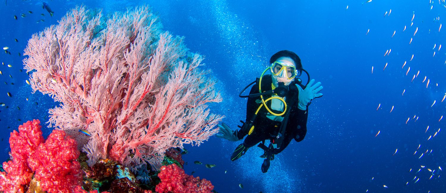 What is a Coral?