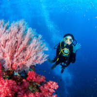 scuba diver on a coral reef