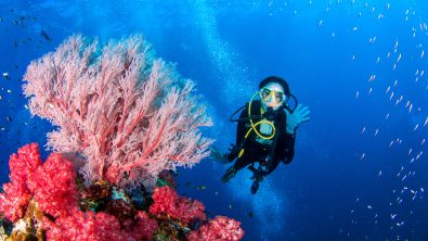 scuba diver on a coral reef