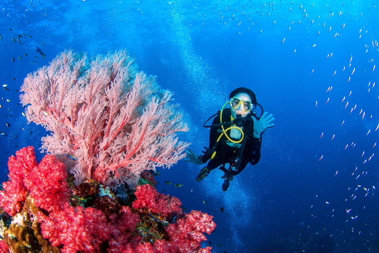 scuba diver on a coral reef