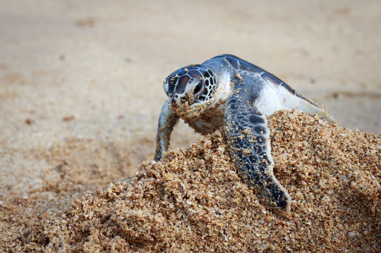 baby sea turtle on beach in Kenya