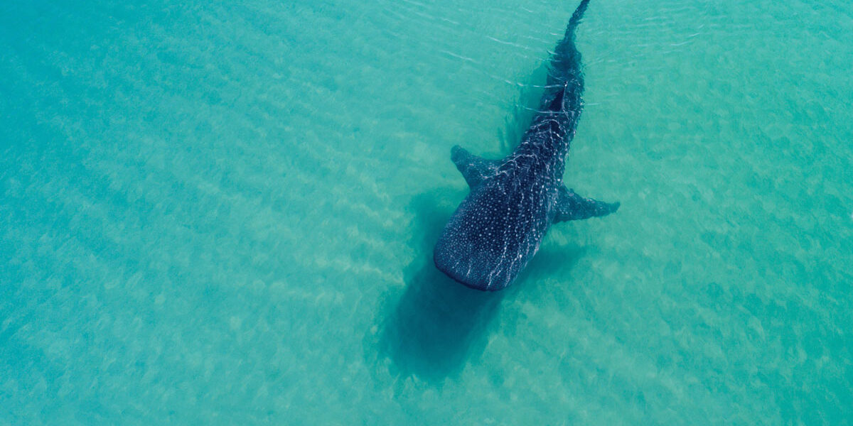 The Best Dive Sites in Baja California Sur