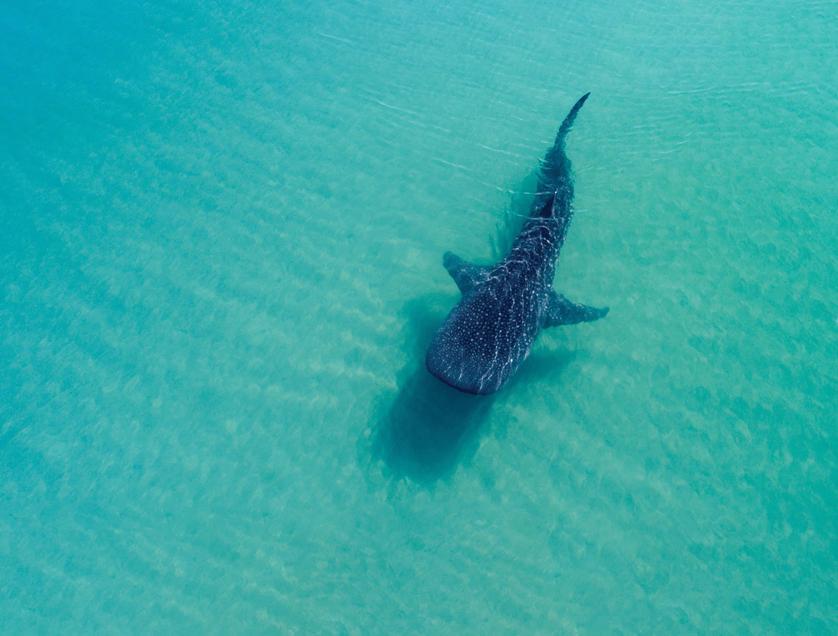 A whale shark swimming in clear shallow water as seen from above and the biggest fish in the ocean