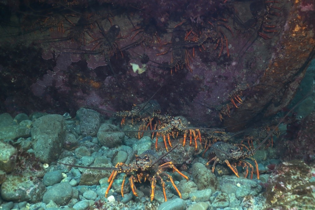 Scuba - Topside - New Zealand - Crayfish