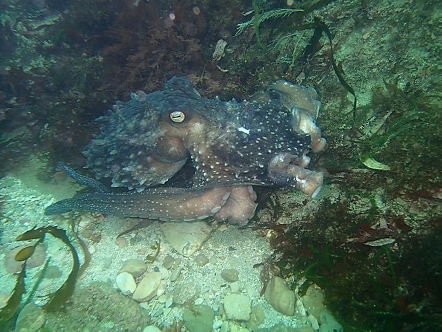 Scuba - Topside - New Zealand - Octopus