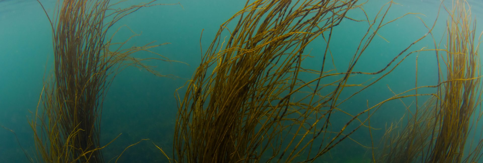 Rediscovering Diving in the Aran Islands
