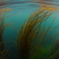 Seaweed sways in the current along the west coast of Ireland.