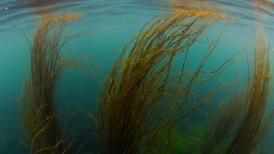 Seaweed sways in the current along the west coast of Ireland.