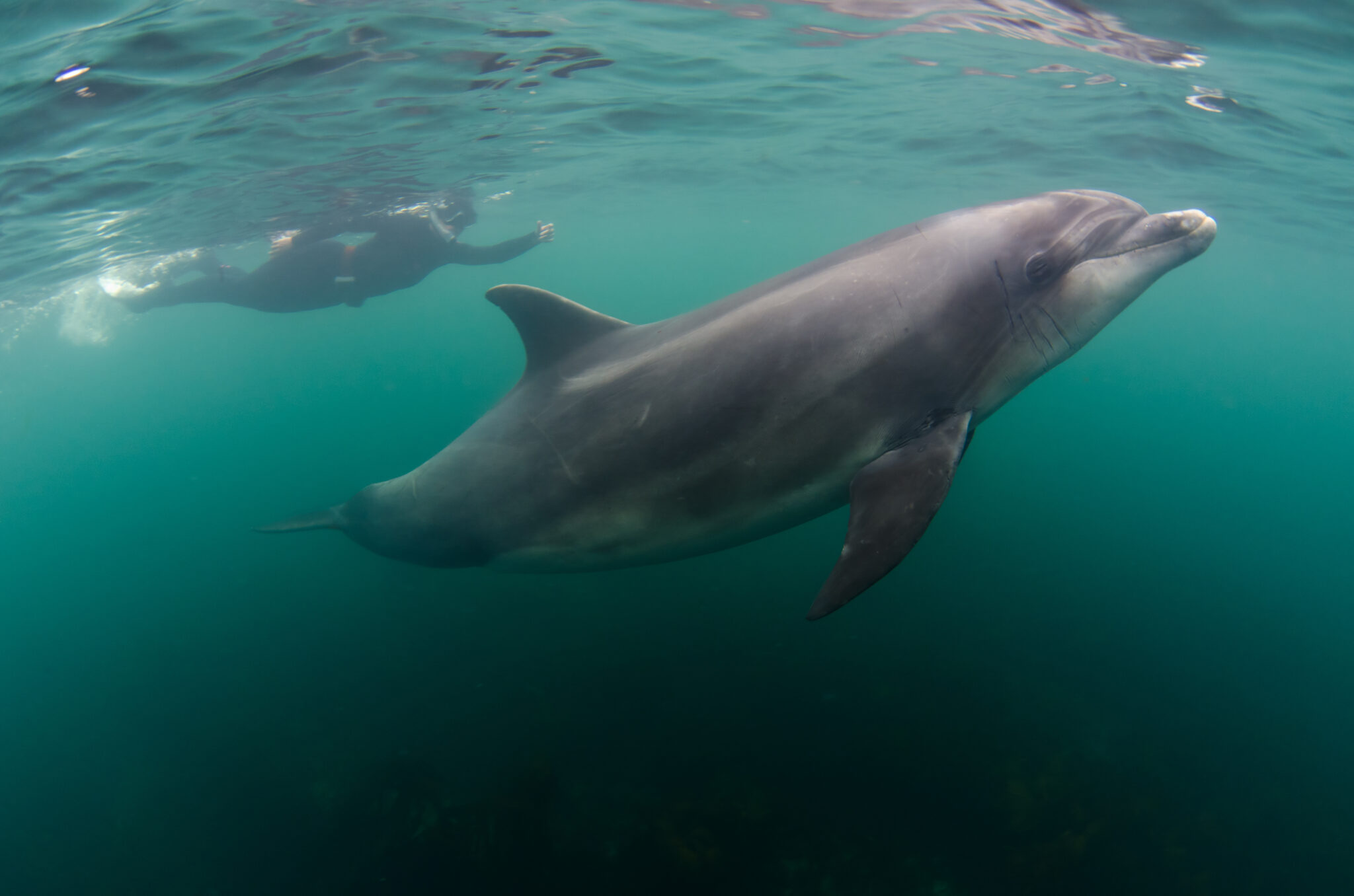 Fanore is one of the luckiest dive sites in Ireland to see dolphins while snorkeling or scuba diving.
