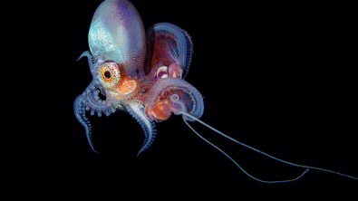 octopus