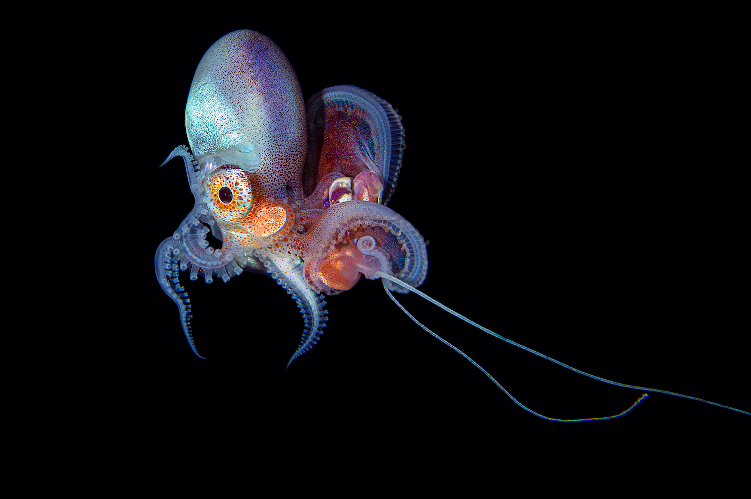 Armed and dangerous: octopus genetic secrets unveiled