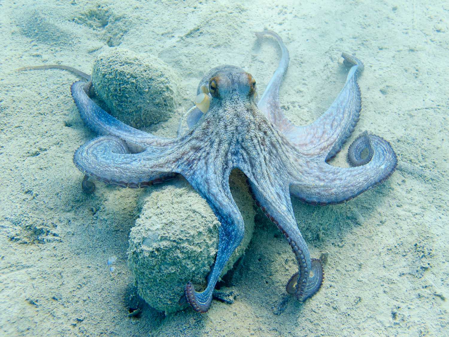 octopuses from outer space