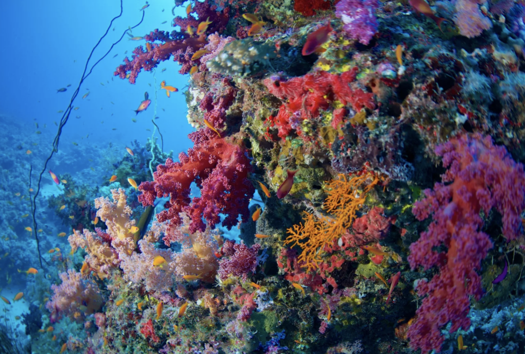 liveaboards in sudan, the red sea
