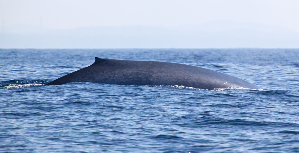 swim with blue whales fin above water