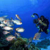 diver-photo-underwater-fish
