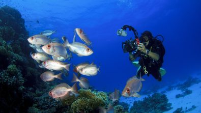 diver-photo-underwater-fish