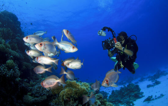 diver-photo-underwater-fish