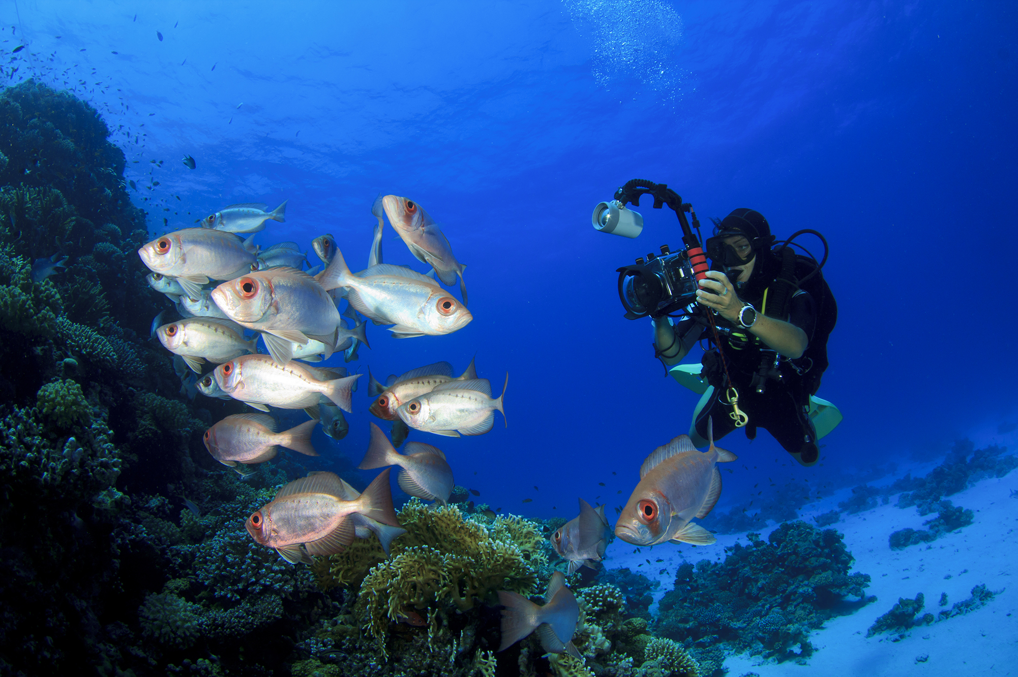 A diver practising underwater photography, a PADI Specialty available after getting the PADI Open Water Diver certification