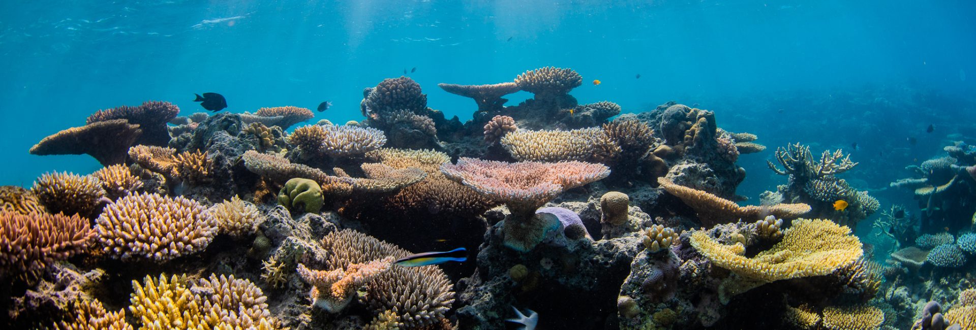 Engagiere dich für den Schutz der Meere und den PADI Blueprint for Ocean Action