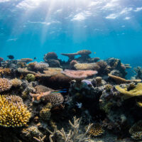 great barrier reef
