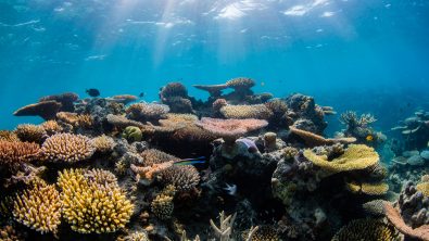 great barrier reef