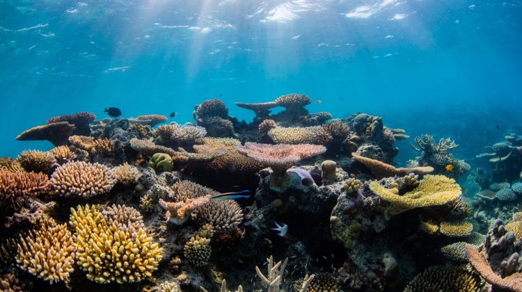 great barrier reef