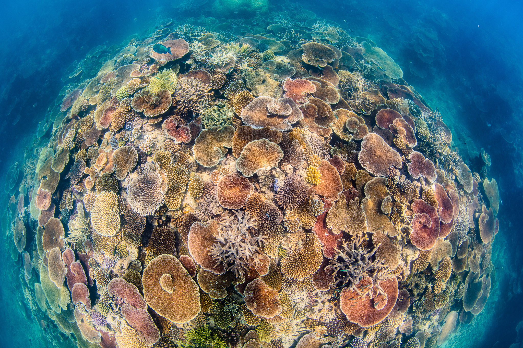 great reef census coral reef