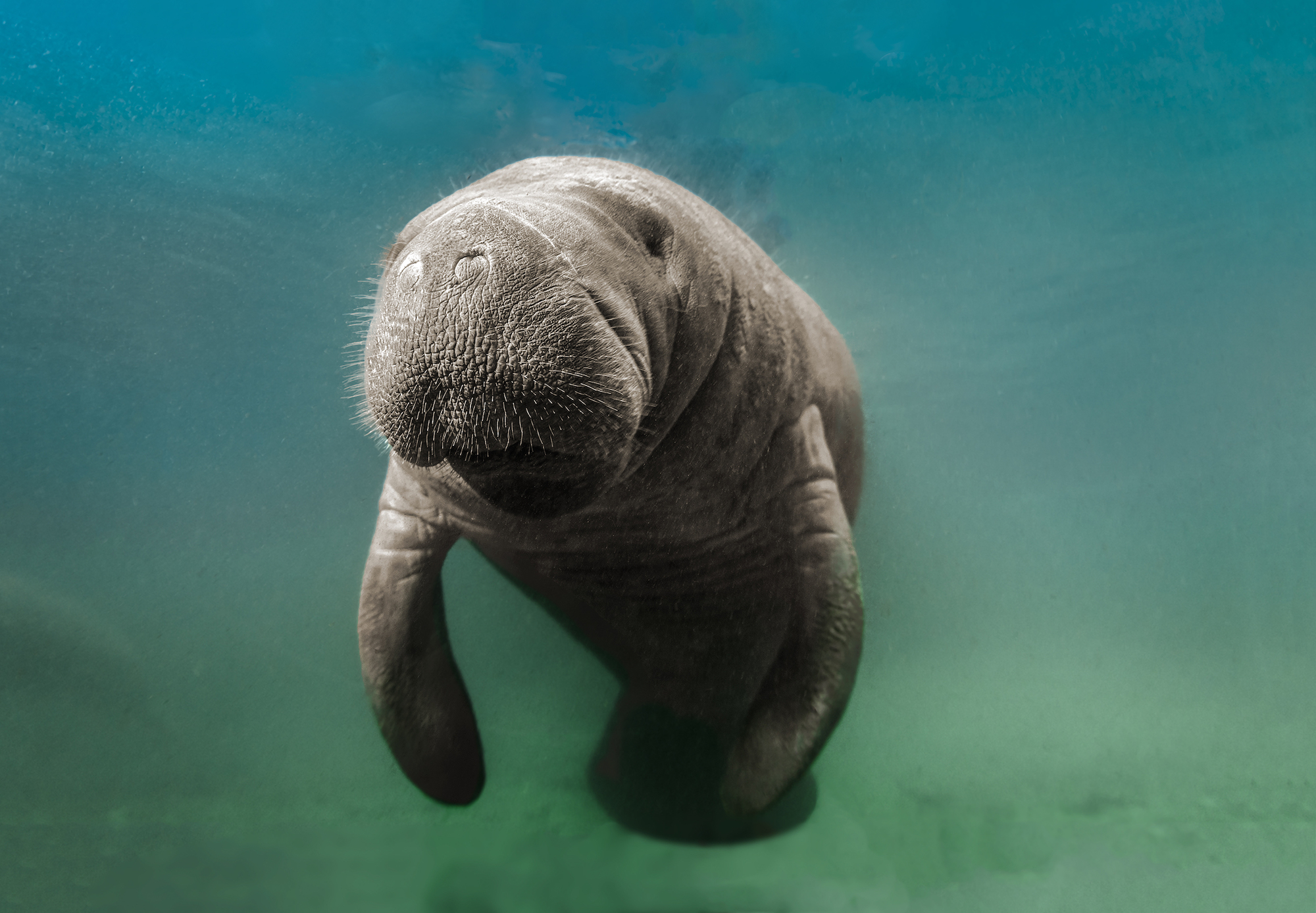 A manatee in Crystal River, Florida, one of the best scuba diving destinations in the world during the colder January months