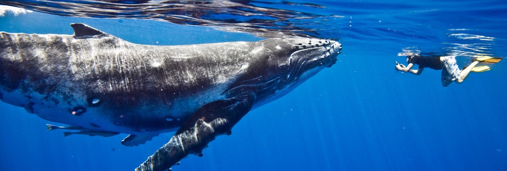 In futuro, potrà la IA aiutarci a parlare con le balene?