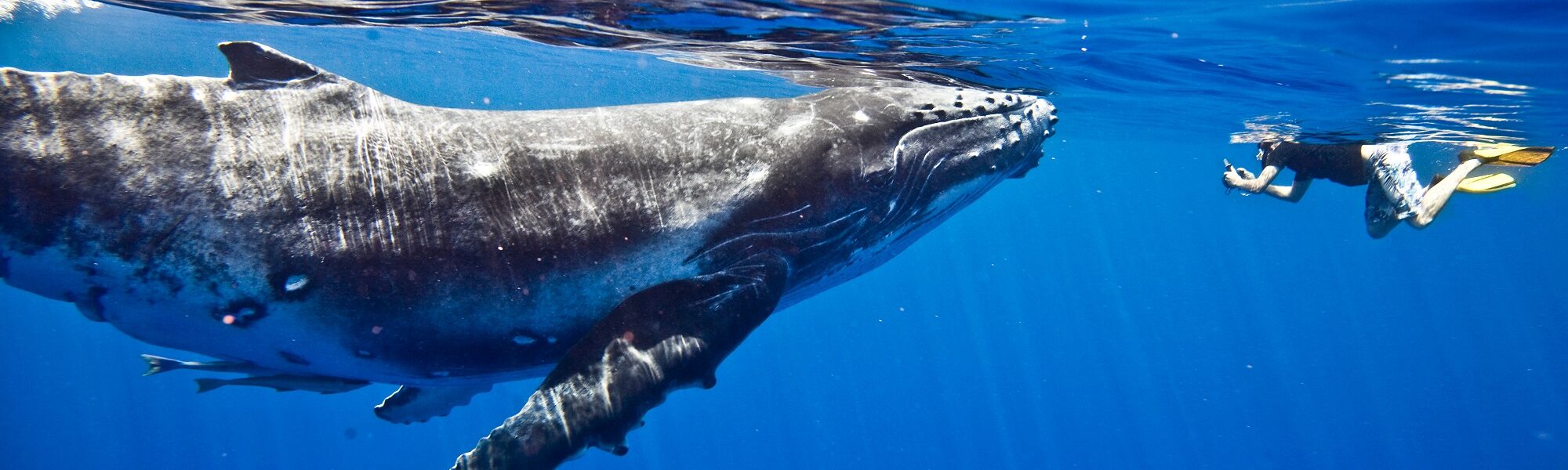 ¿La IA nos ayudará a hablar con las ballenas algún día?
