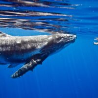 A snorkeler and a whale just below the surface of the water