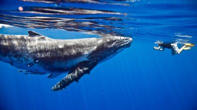 A snorkeler and a whale just below the surface of the water