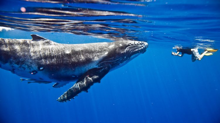 A snorkeler and a whale just below the surface of the water