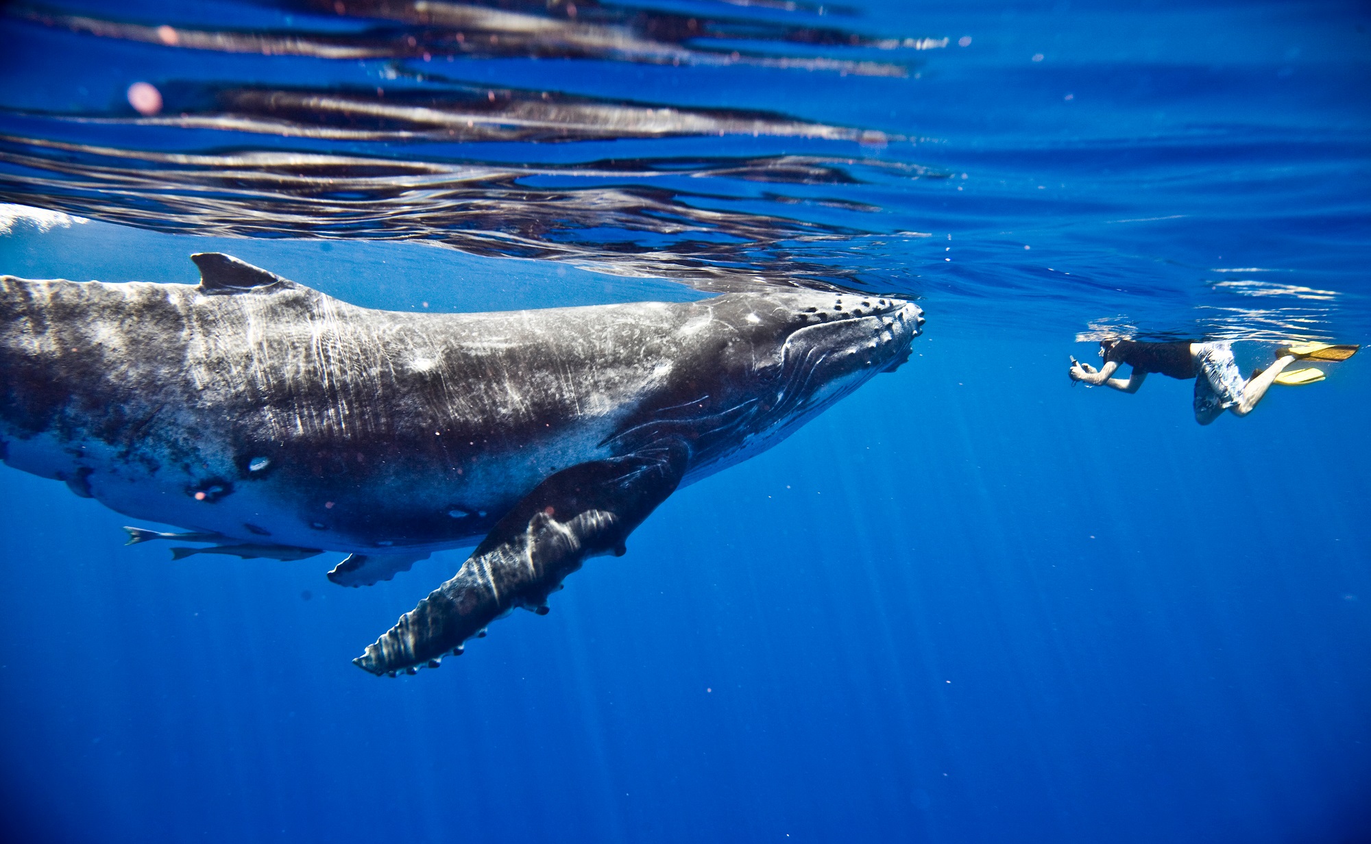 A giant humpback whale facing a snorkeler beneath the surface, one of many creatures to see when scuba diving the Galapagos