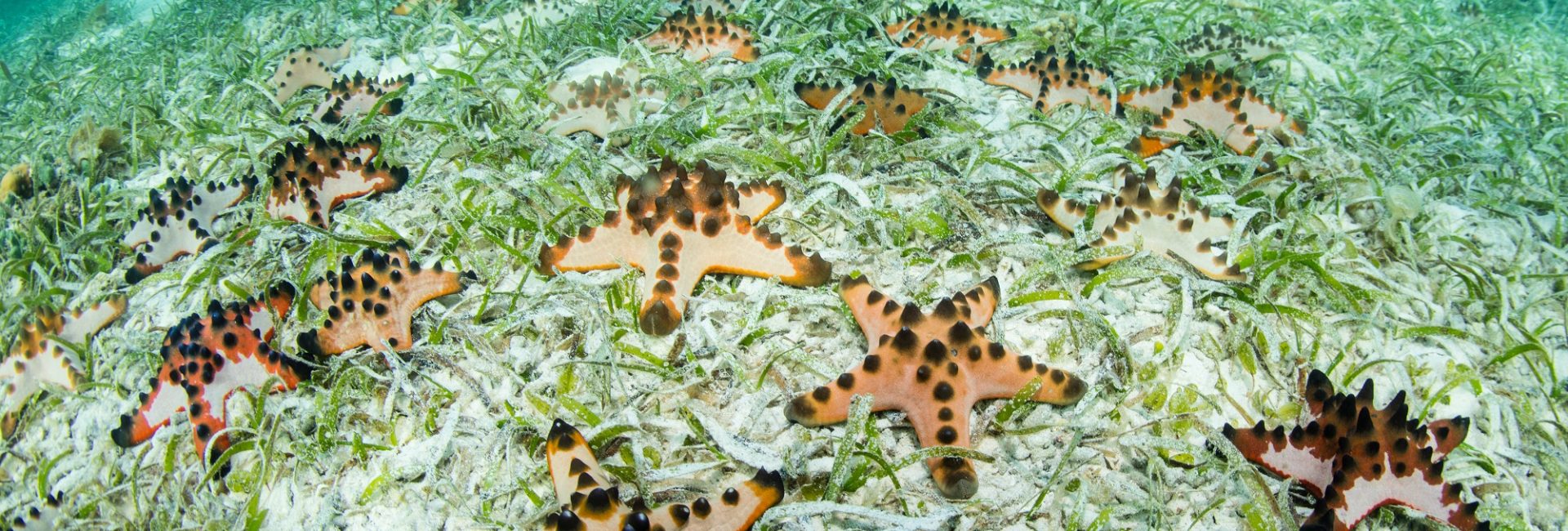 The Exciting World of Echinoderms