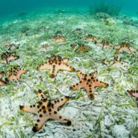 Tan sea stars with chocolate colored spots on a sandy sea floor