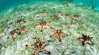 Tan sea stars with chocolate colored spots on a sandy sea floor