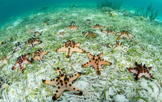 Tan sea stars with chocolate colored spots on a sandy sea floor