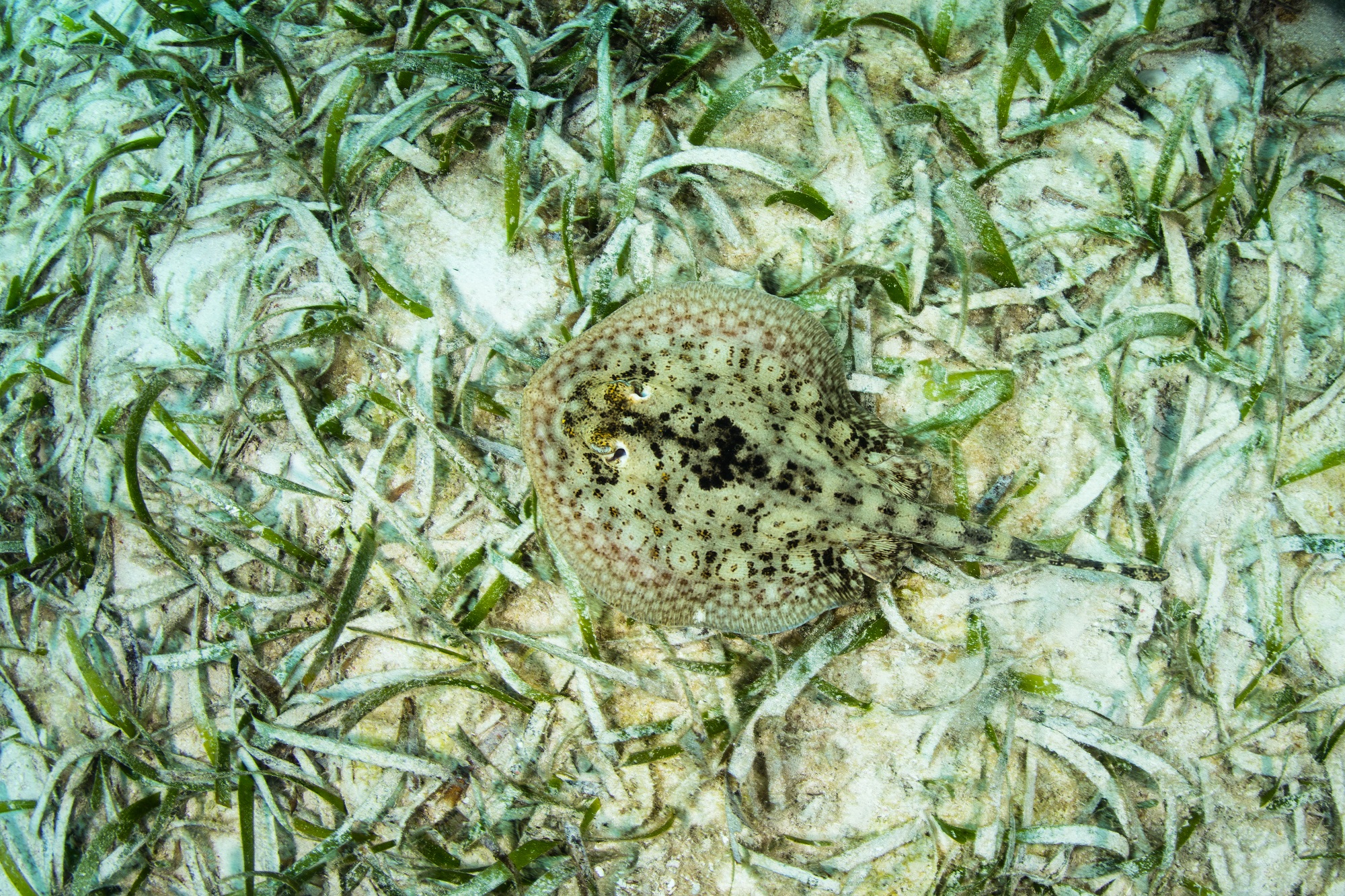 stingray on the ocean floor marine life of Jamaica