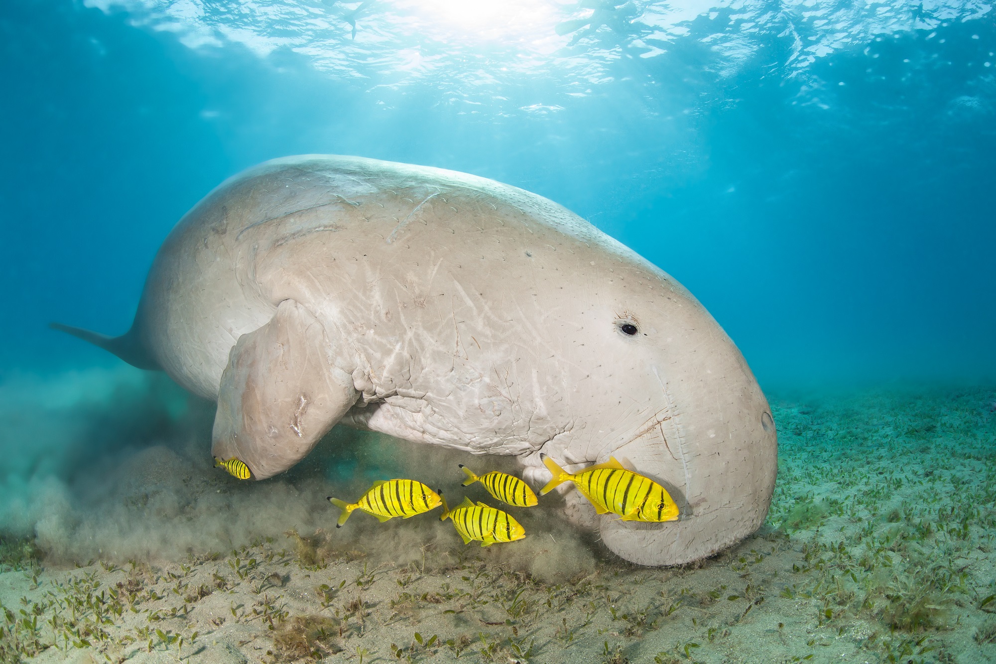 A gentle dugong feeding in the seagrass, and a popular sight while enjoying a vacation in New Caledonia or Vanuatu