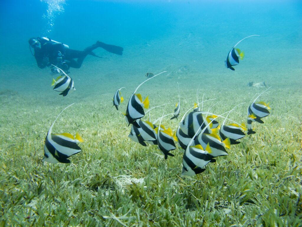 A school of bannerfish
