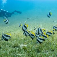 A school of bannerfish