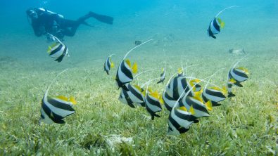 A school of bannerfish