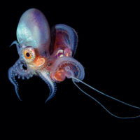 Blanket,Octopus,Blackwater,Diving,Underwater,Photo